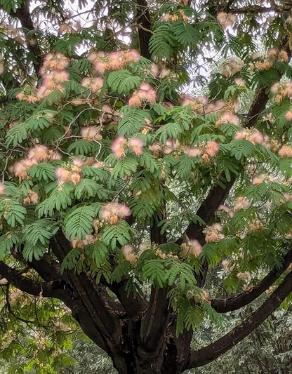 Albero di Albizia julibrissin, fiore rosa, albero ornamentale, piante vere, Astoni, alberature, H120cm