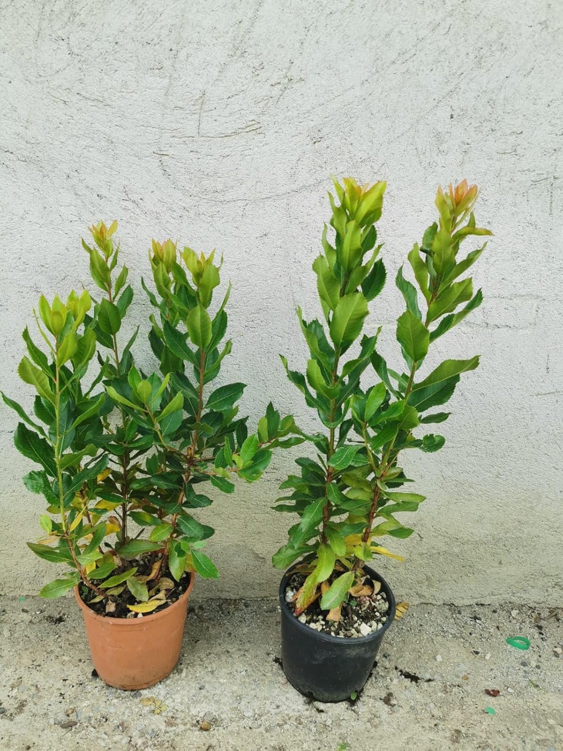 Corbezzolo Arbutus Unedo