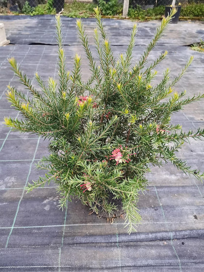 Grevillea rosmarinifolia