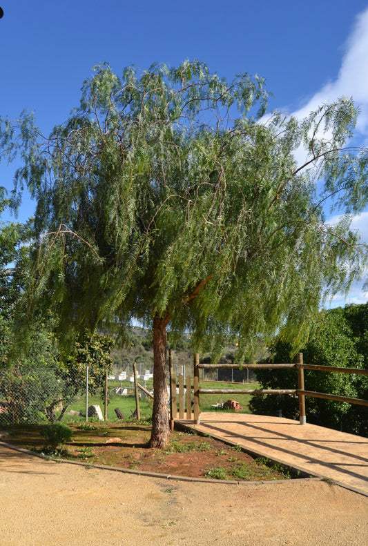 Albero di Schinus Molle, Falso pepe, Pianta Ornamentale con Foglie Verdi e Bacche Rosa, albero da ombra pendente. Astoni, alberatura H120CM