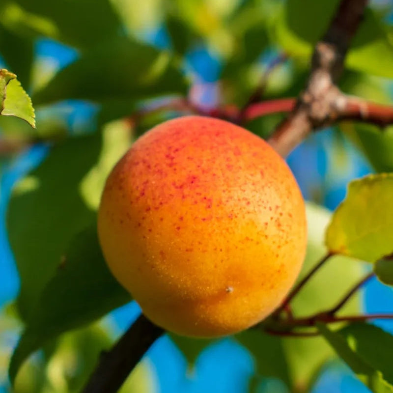 Piante di albicocca da frutto