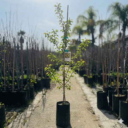Piante di albicocca da frutto
