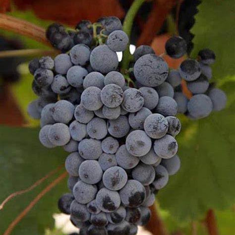 25 Barbatelle di uva nera da Vino, Piante innestate di I scelta, Piante certificate