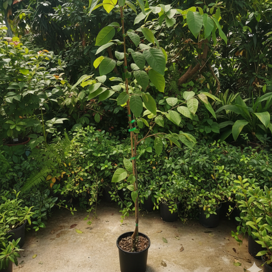 Piante di Annona cherimola 'Fino de Jete