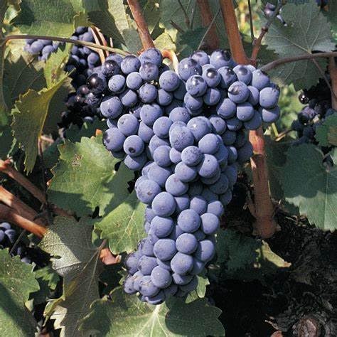 25 Barbatelle di uva nera da Vino, Piante innestate di I scelta, Piante certificate