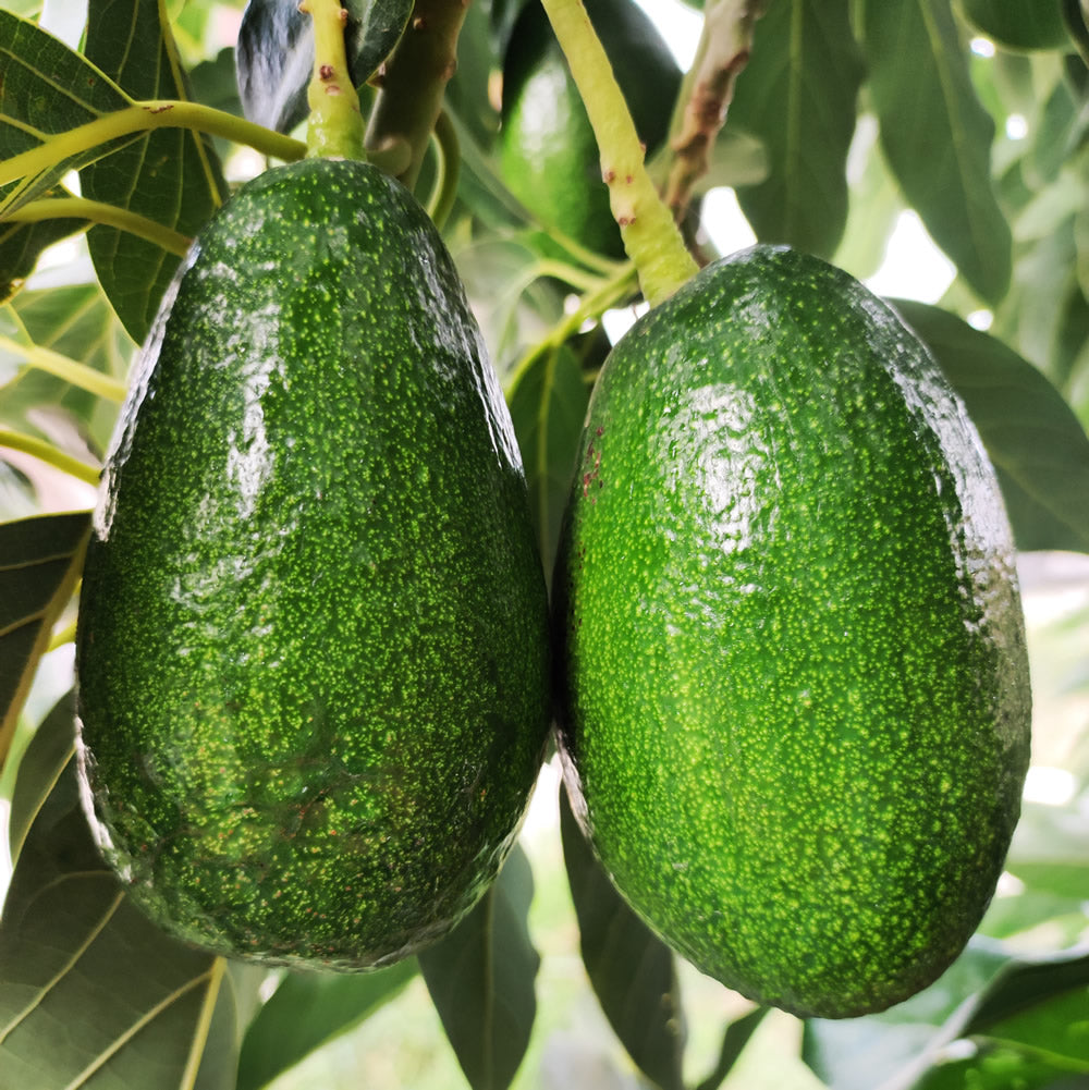 Pianta persea americana, piante di avocado innestato, H120cm