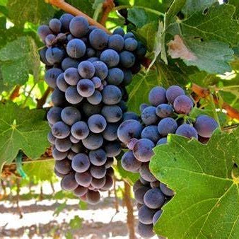 25 Barbatelle di uva nera da Vino, Piante innestate di I scelta, Piante certificate