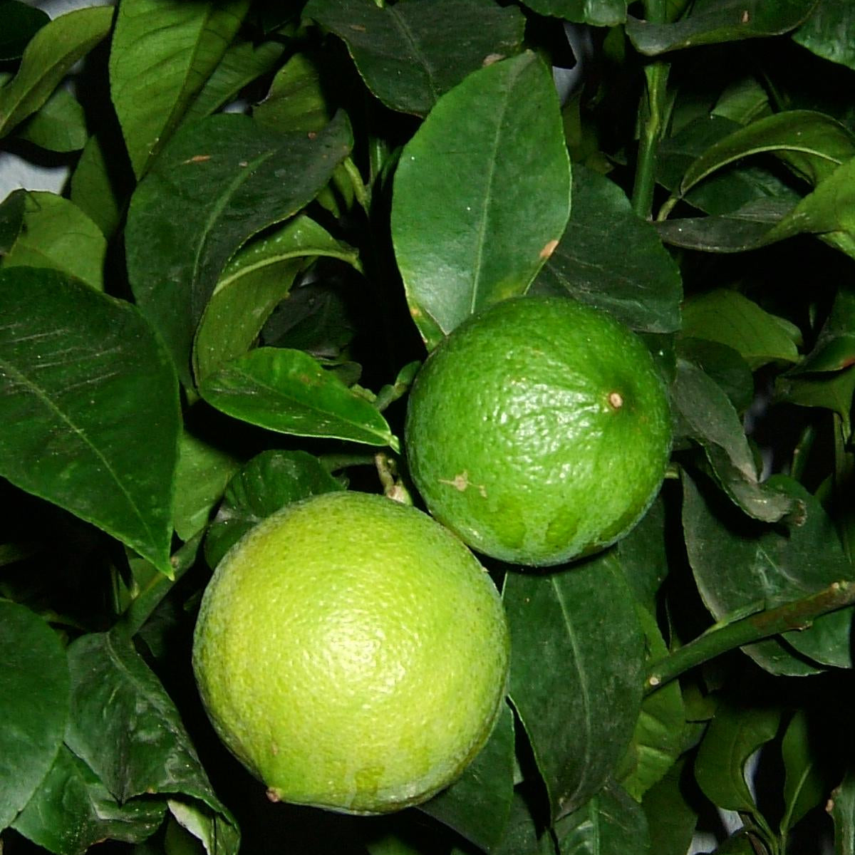 Pianta di Bergamotto