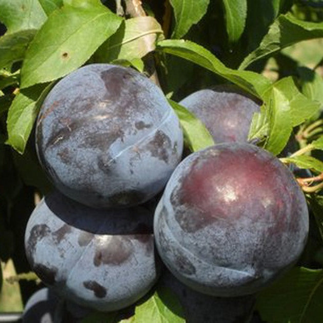 Pianta di susino
