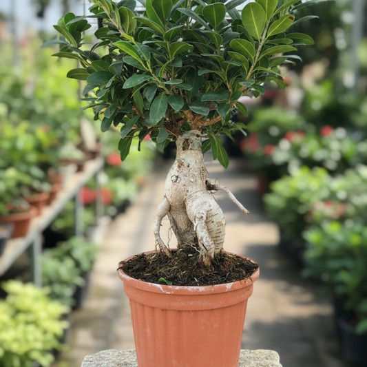 Bonsai Ficus "M"