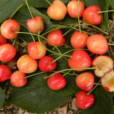 Piante di Ciliegio da frutto