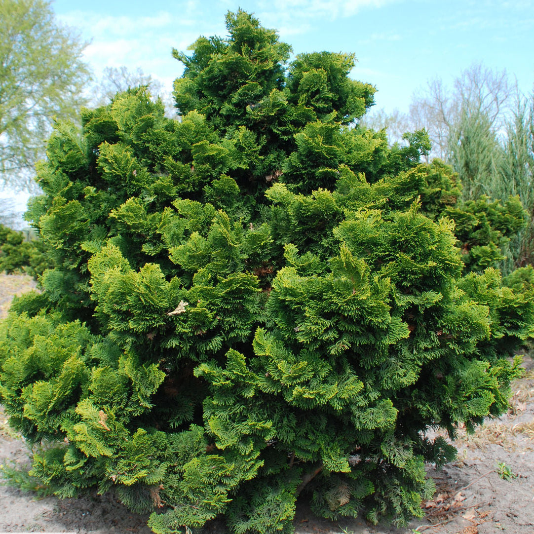 Cipresso Nano-Chamaecyparis Obtusa