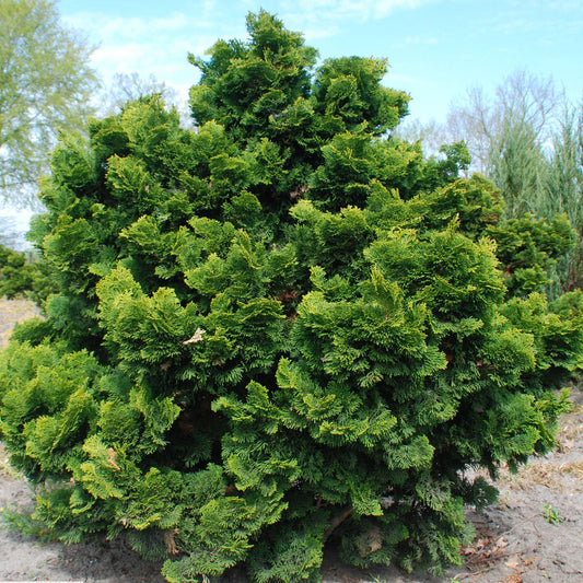 Cipresso Nano-Chamaecyparis Obtusa
