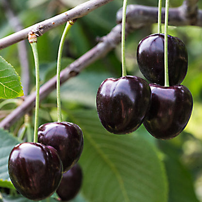 Piante di Ciliegio da frutto