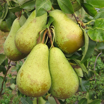 Albero di Pero