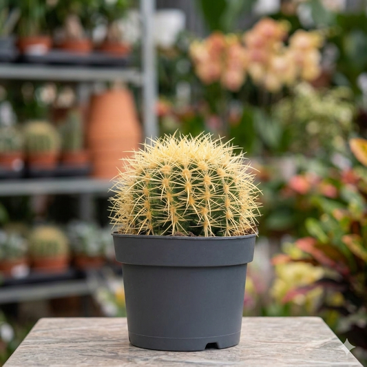L'Echinocactus Grusonii ''Cuscino della suocera''