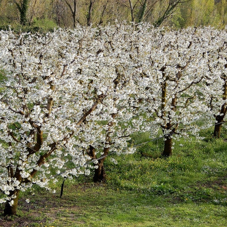 Piante di Ciliegio da frutto