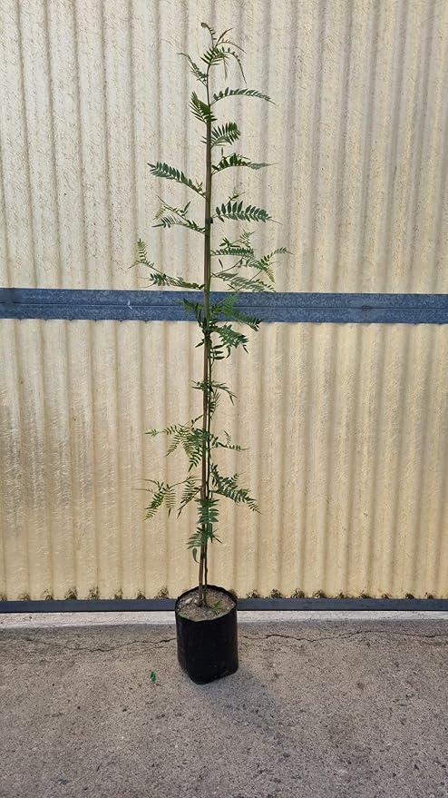 Albero di Schinus Molle, Falso pepe, Pianta Ornamentale con Foglie Verdi e Bacche Rosa, albero da ombra pendente. Astoni, alberatura H120CM