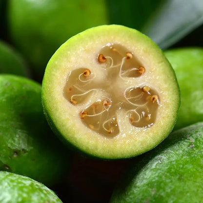Pianta di Feijoa Sellowiana, Acca Sellowiana, Autofertile, guayabo del brasile
