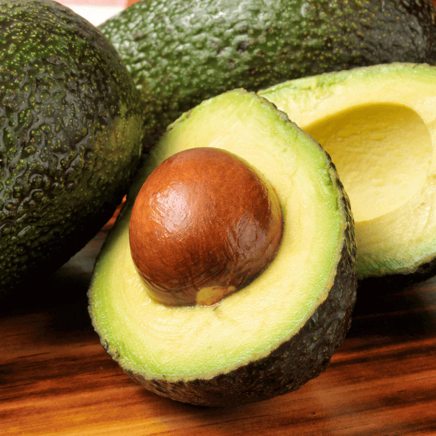 Pianta persea americana, piante di avocado innestato, H120cm