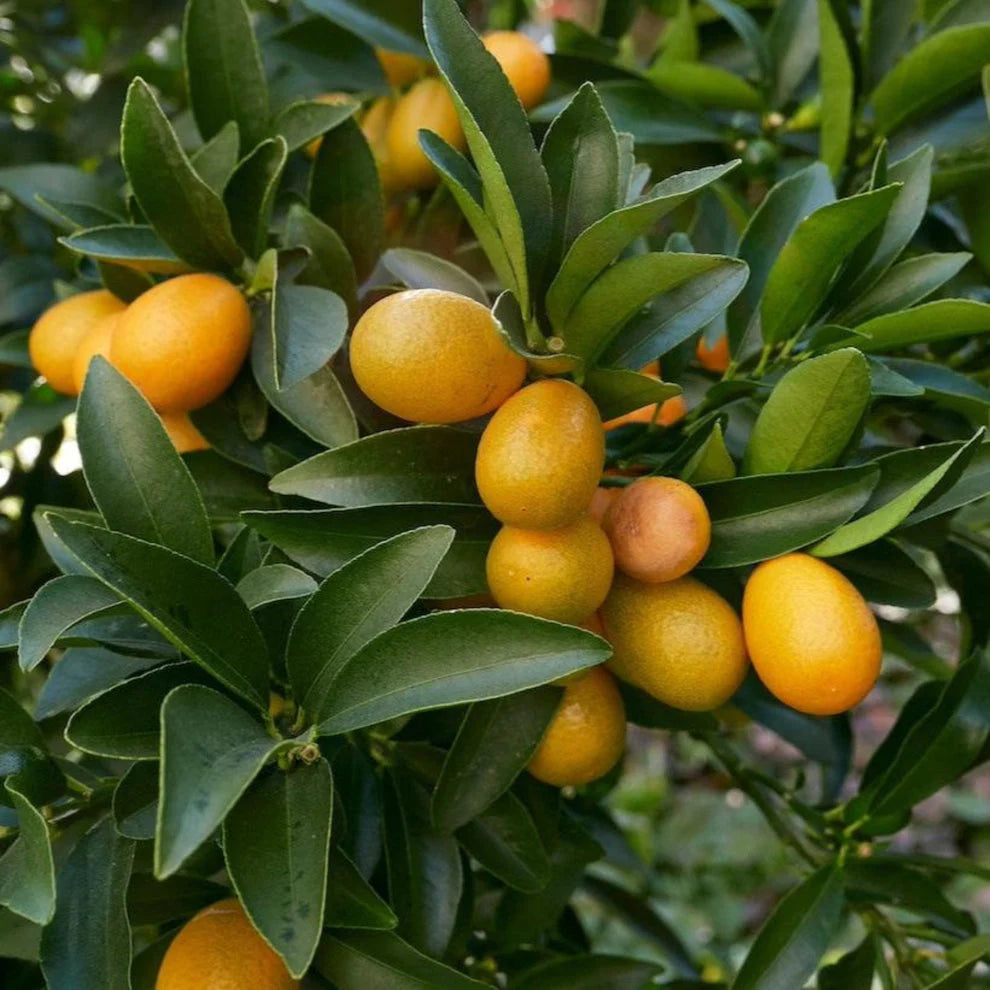Pianta di Kumquat, mandarino cinese