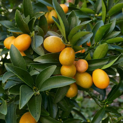 Pianta di Kumquat, mandarino cinese