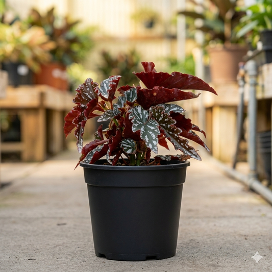 Begonia Maculata