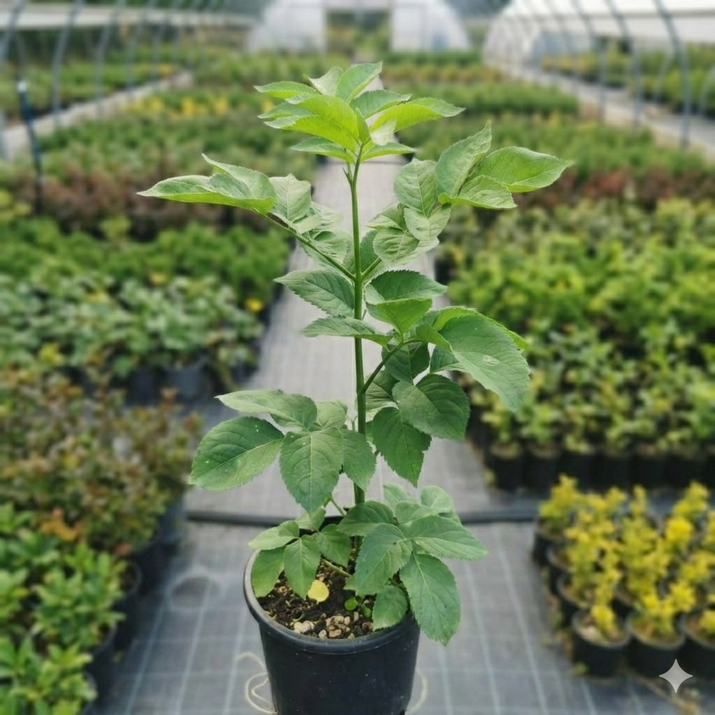 Pianta di sambuco (Sambucus nigra)