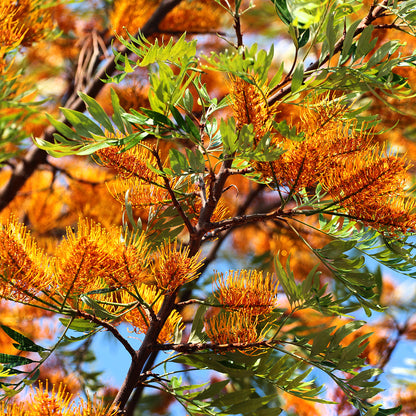 Grevillea Pianta Ornamentale
