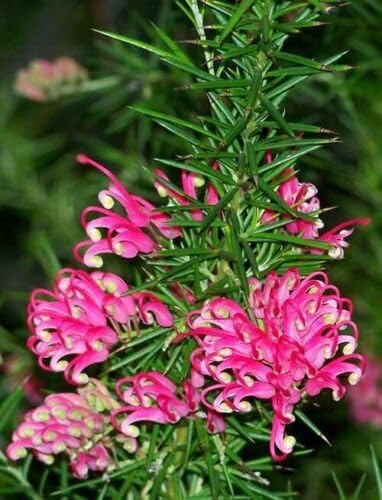 Grevillea rosmarinifolia