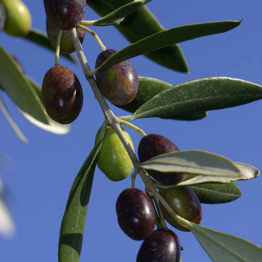 Pianta di ulivo, da olio o ornamentale