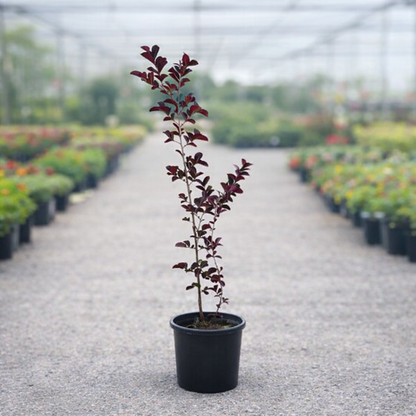 Piante ornamentali Lagerstroemia indica “Dynamite” e Cyperus rotundifolia