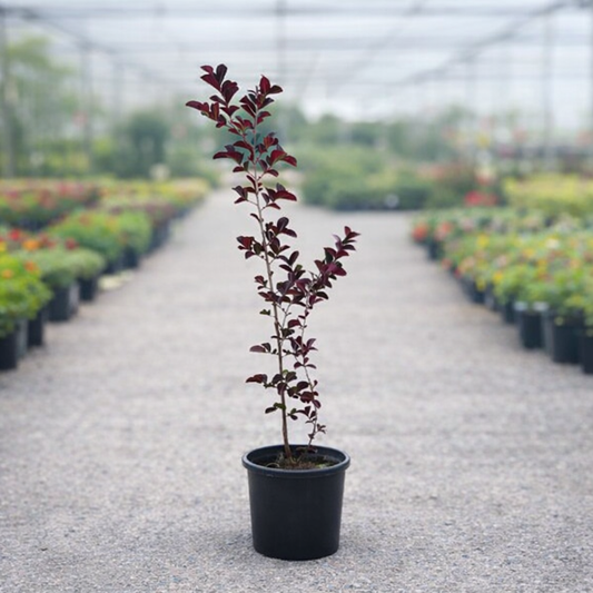 Piante ornamentali Lagerstroemia indica “Dynamite” e Cyperus rotundifolia