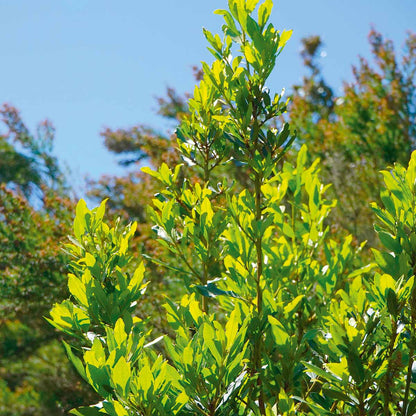 2 Piante di ALLORO "Laurus Nobilis"