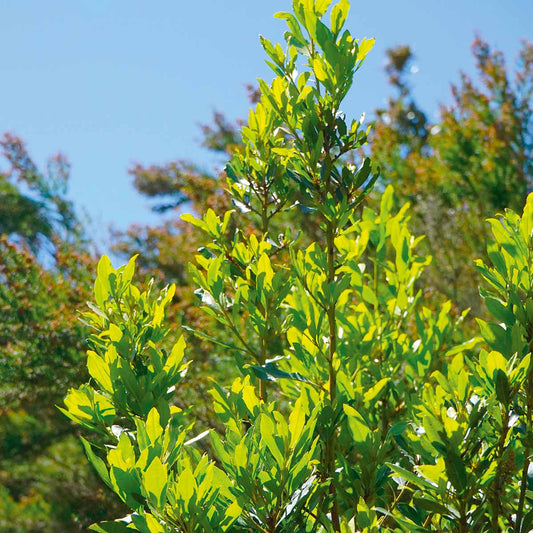 2 Piante di ALLORO "Laurus Nobilis"