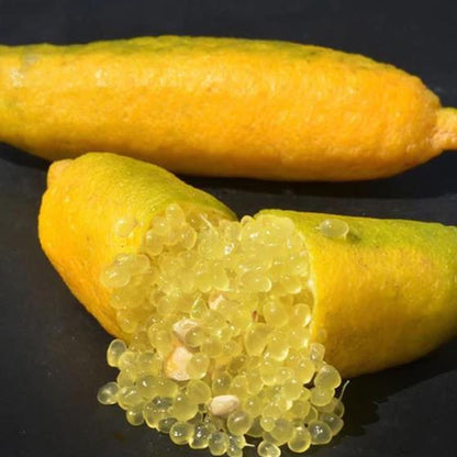 Pianta di Limone Caviale, Finger Lime