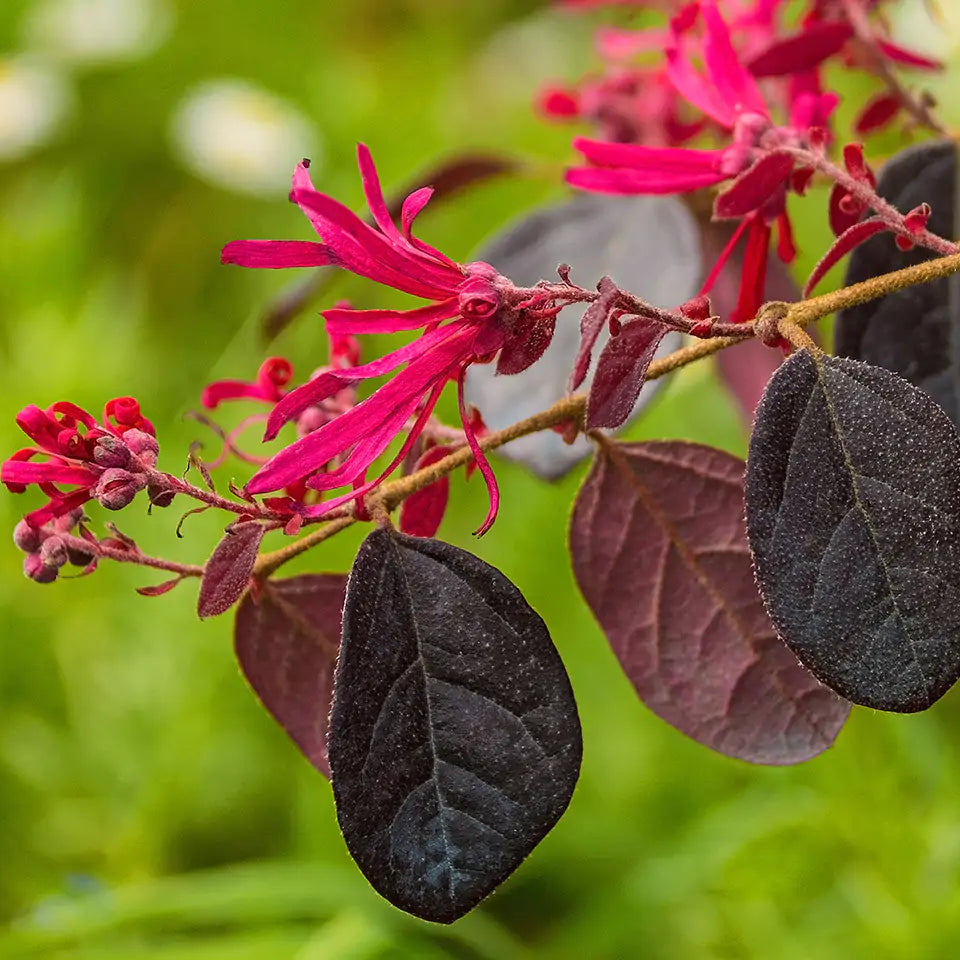 Pianta di Loropetalum chinense
