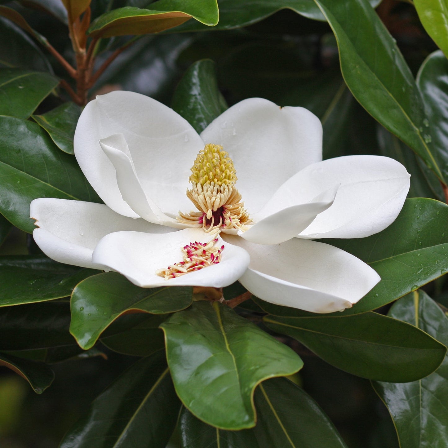 Pianta di Magnolia Grandiflora Gallisoniensis
