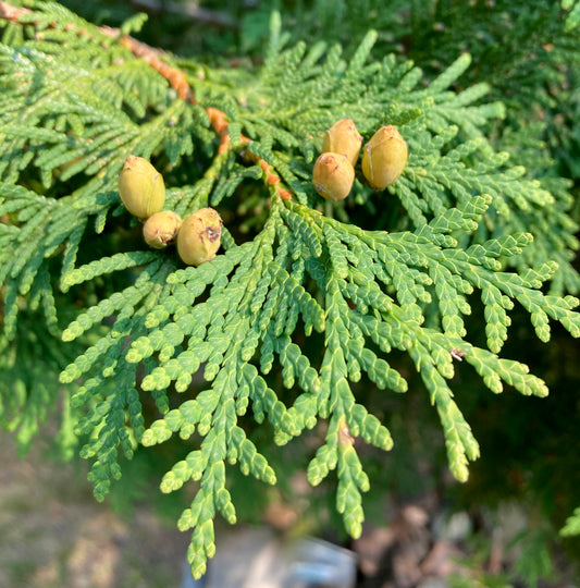 Pianta di Thuja, Pianta sempreverde