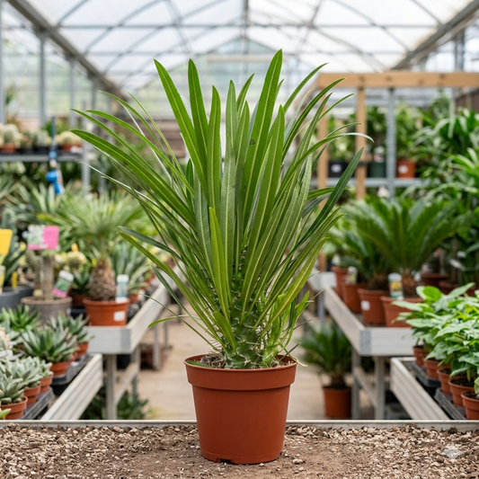 Pachypodium lamerei, Palma del Madagascar,
