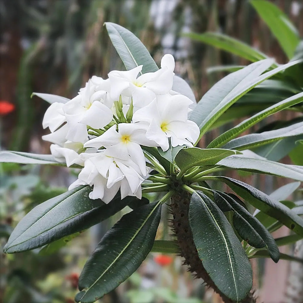 Pachypodium lamerei, Palma del Madagascar,