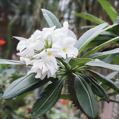 Pachypodium lamerei, Palma del Madagascar,
