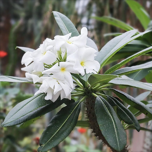 Pachypodium lamerei, Palma del Madagascar,