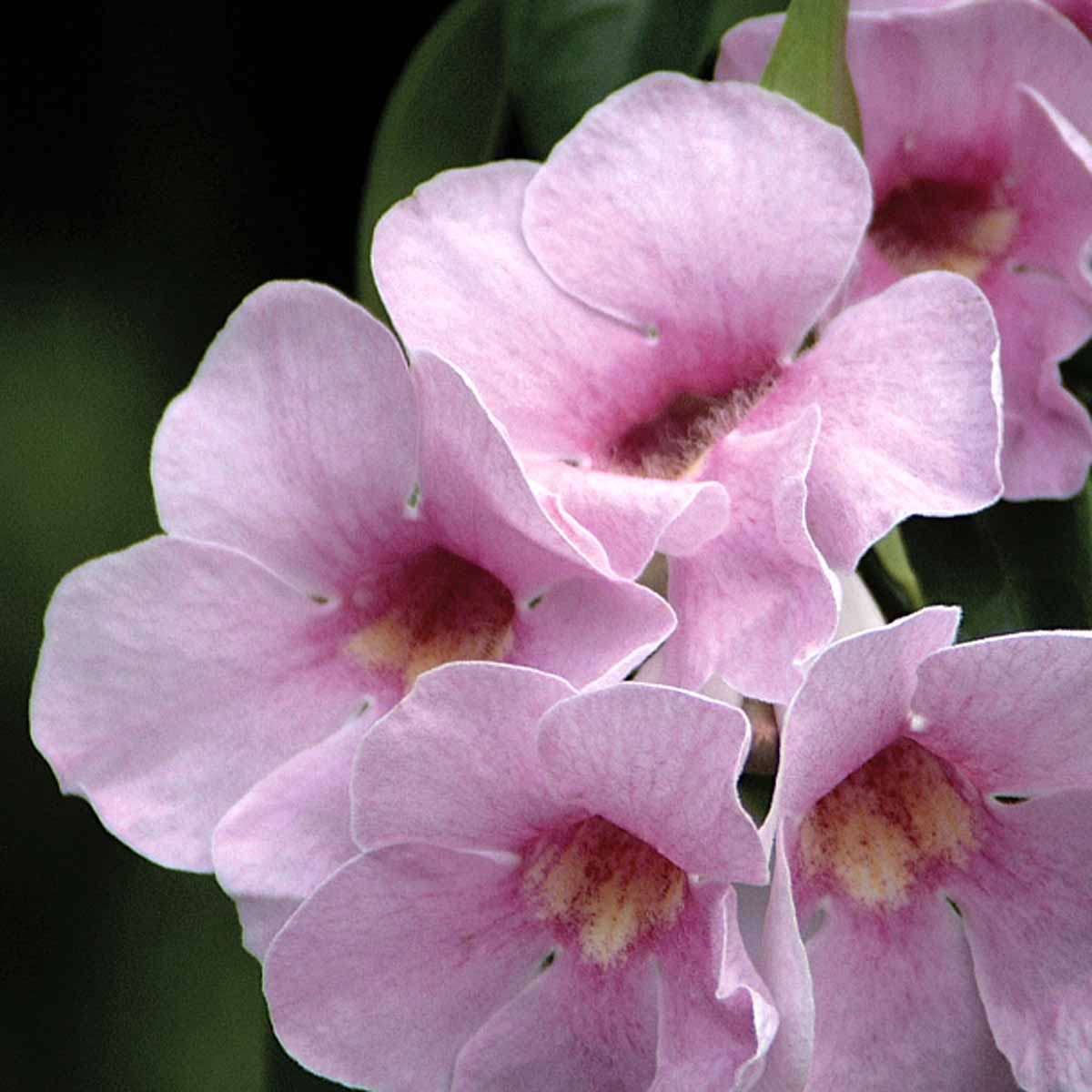 Pandorea jasminoides pink