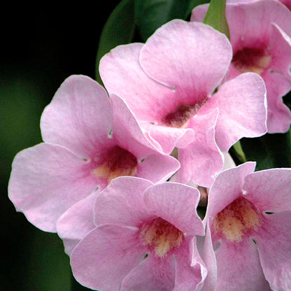 Pandorea jasminoides pink