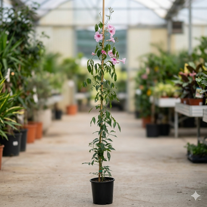 Pandorea jasminoides pink