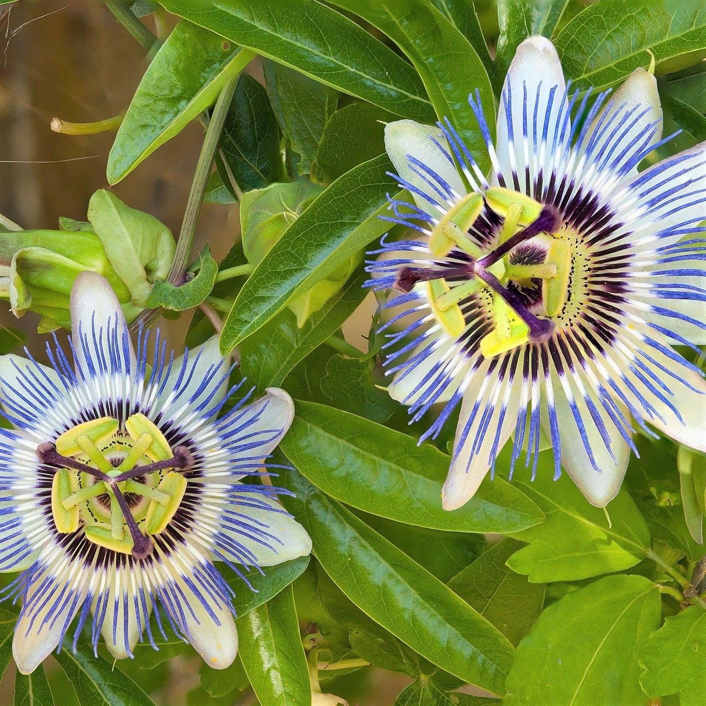 Pianta di Passiflora Caerulea