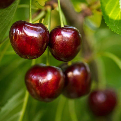 Piante di Ciliegio da frutto
