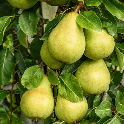 Albero di Pero