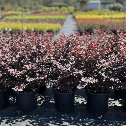 Pianta di Loropetalum chinense